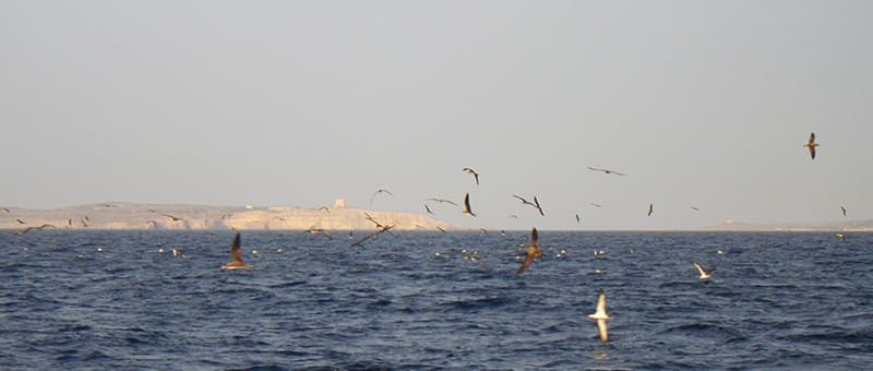 Scopoli's Shearwater rafting off Ta’ Ċenċ cliffs, Gozo, Malta